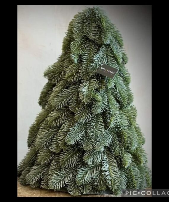 Kunstkerstboompje, Nobilis