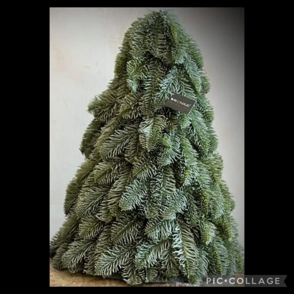 Kunstkerstboompje, Nobilis